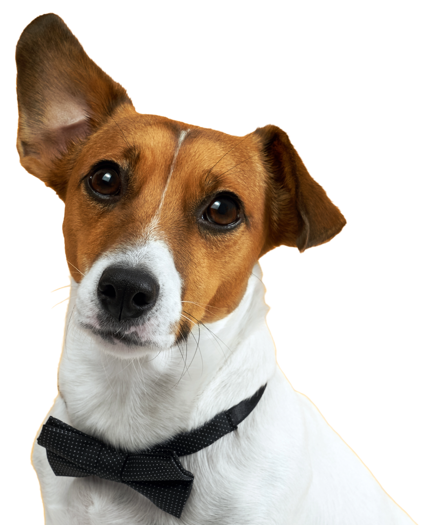 Foto de cachorro