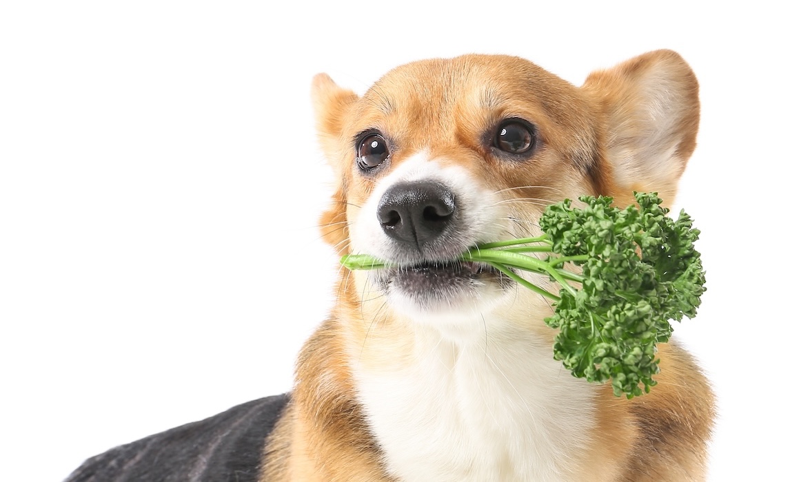 Cachorro com vegetal na boca