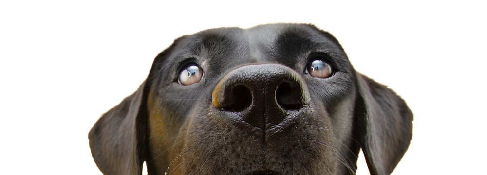 Cachorro preto